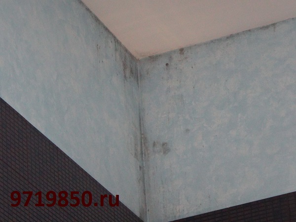  Грибок на стенах бассейна разрушает строительные конструкции и отделочные материалы